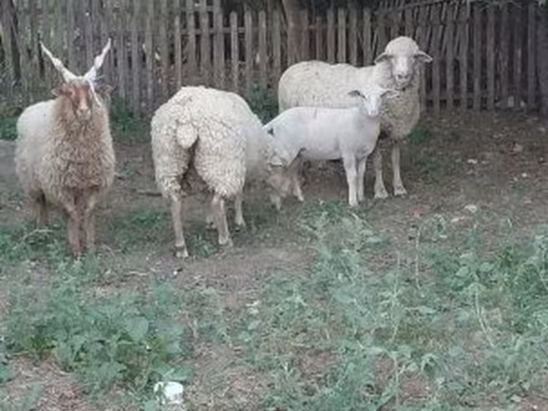 Ram, Sheep