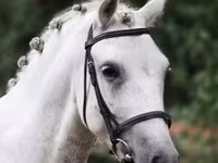 Pastuv, Falabella — fotografija 2