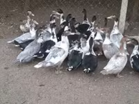 Ducks — fotografija 3