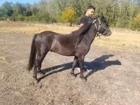 At, Atlar — foto 4