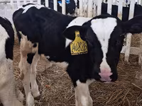Byk, Simmental cattle — zdjęcie 7
