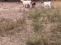 Sheep, Sheep — photo 1