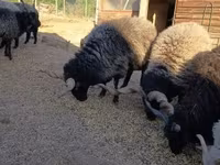 Ovan, Racka sheep — fotografija 2