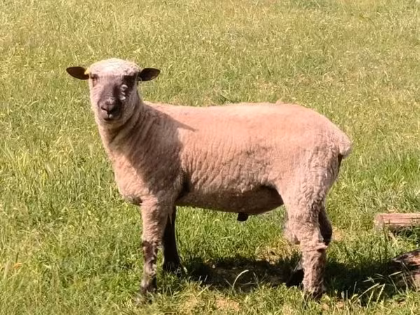 Bélier, Shroshire sheep