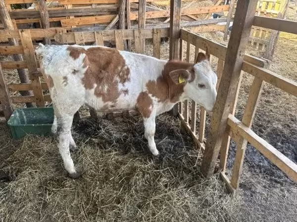 雄牛, Simmental cattle — ハンガリー
