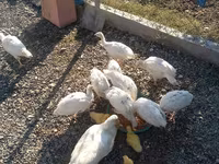 Ducks — photo 4