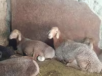 Qoyun, Afghan Arabi sheep — foto 4