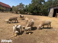 Sheep, Sheep — photo 2