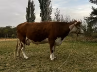 雌牛, Simmental cattle — 写真 3