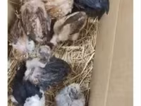 Chickens — Foto 3