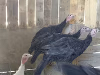 Turkeys — fotografija 2