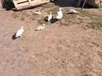 Ducks — foto 3