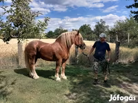 فرس, Hungarian horse breed — الصورة 6