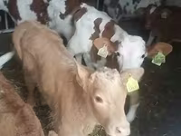 Bik, Simmental cattle — fotografija 3
