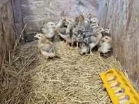 Chickens — fotografija 1