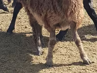 雌羊, Edilbay sheep — 写真 3