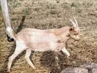 Kozioł, Kozy — zdjęcie 2