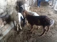 Baran, Rhon sheep — zdjęcie 4