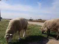 Qoyun, Romanov sheep — foto 7