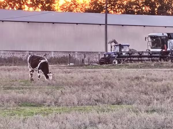 Cow, Russian Black pied cattle
