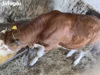 Krowa, Simmental cattle — zdjęcie 3