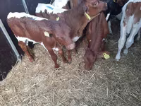 ثور, Simmental cattle — الصورة 1