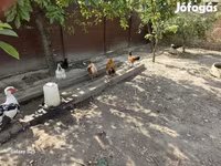 Chickens — foto 2