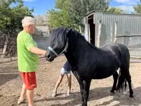Aygʻir, Welsh Cob — 3-rasm