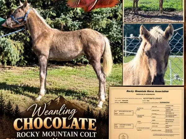 Pastuv, Rocky Mountain Horse