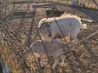 تيس, Boer goat — الصورة 1