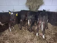 Byk, Russian Black pied cattle — zdjęcie 4