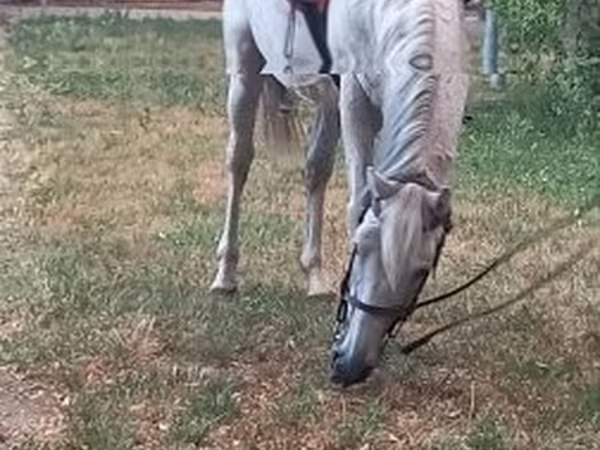 Cavalo, Cavalos