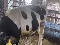 Bulle, Holstein-Rasse — Foto 3