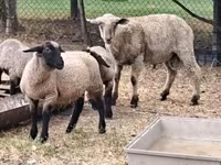 भेड़, भेड़ — फ़ोटो 2