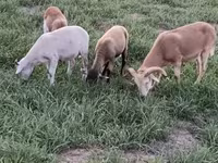 Қошқар, Cameroon sheep — 7-сурет