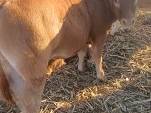 公牛, Limousin cow