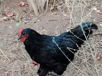 Chickens — 4-сурет