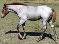 Kobila, Quarter Horse — fotografija 6