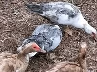 Ducks — zdjęcie 1
