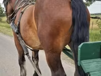 公马, Horses — 照片 4