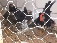 Chickens — fotografija 1