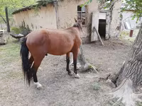 Pastuv, Karachay horse — fotografija 4