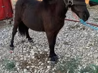 Yegua, Caballos — foto 3
