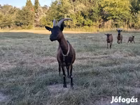 Ziegenbock, Alpine goat — Foto 4