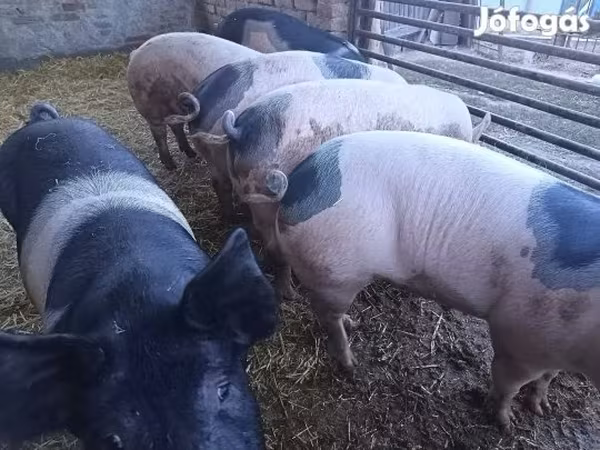 Świnie (partia, płeć nieokreślona), Świnie — Węgry