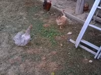 Danish hen — photo 2