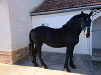 Бие, Hungarian horse breed — 1-сурет