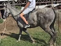حصان, Lipizzaner — الصورة 3
