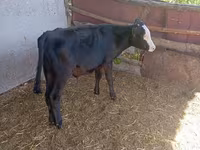 Krava, Russian Black pied cattle — fotografija 3
