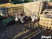 Geese — photo 2
